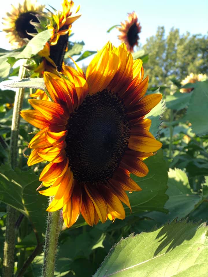 A close up of a sunflower with sun streaming through it. 